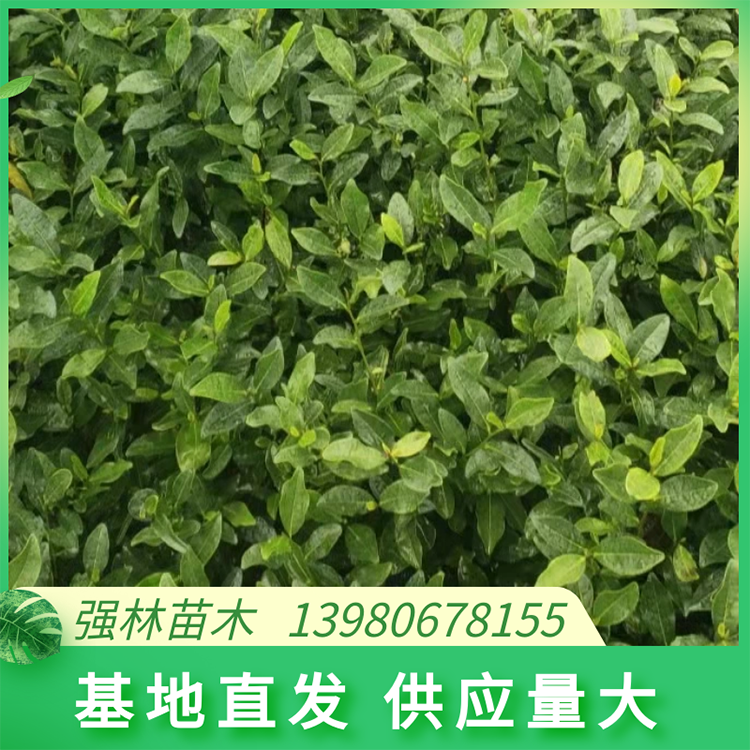 龙井43茶苗 30cm高度种植基地 根茎强壮