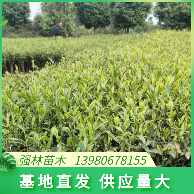 名选131茶苗 可实地考察选择大小植株 根系发达