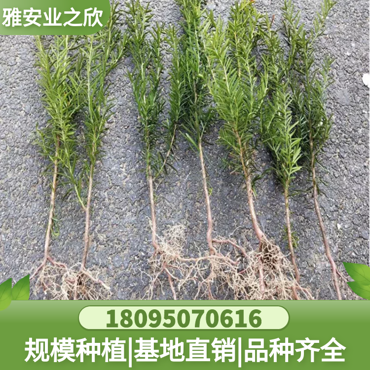 图怪兽_50d0db7a6ba0af7139c12bc16cc218f2_38587