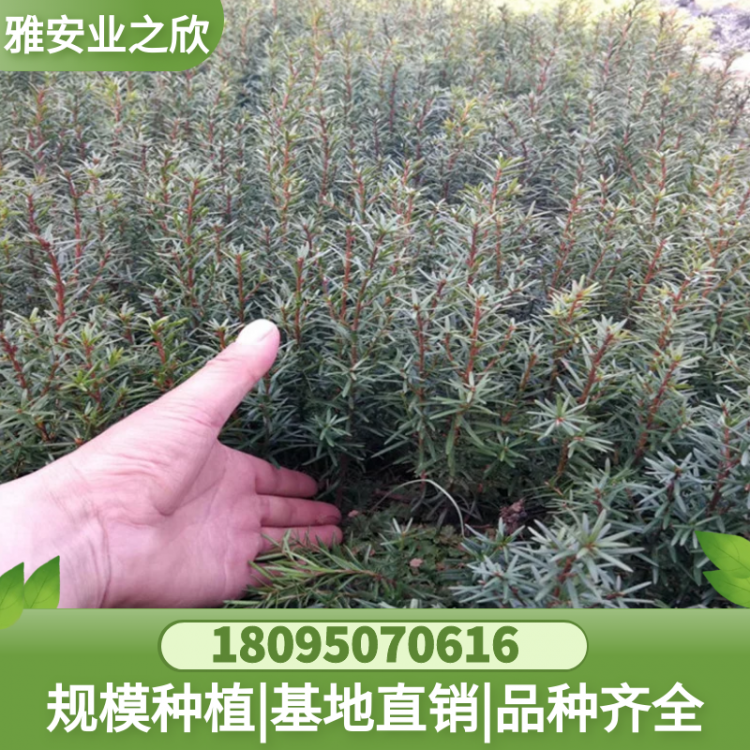 图怪兽_953ec846cfbcedb8098d24275559abdf_13476