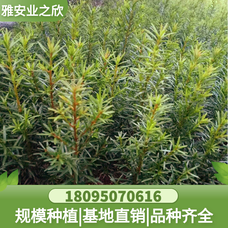 图怪兽_d1dec1f8bdd7a445464ce6c7bb0a840a_24678