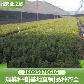 东北观赏绿化红豆杉树苗批发 苗木基地直供 量大价优