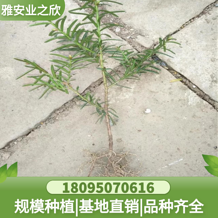 图怪兽_e2f5cb59cf91d68f862ddbcd5e83a5d0_27332