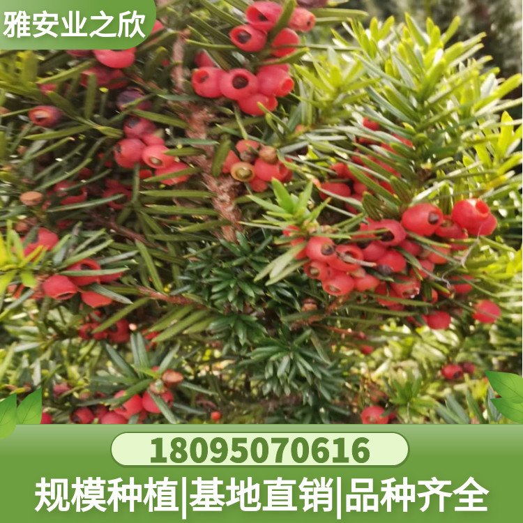 图怪兽_ebabf5c7fe444b26aa34179a57f7b6fa_67764