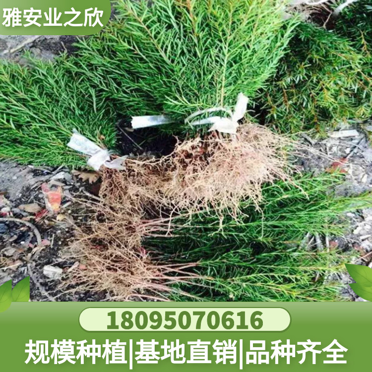 图怪兽_453a10bb8e5f3d951bb7fe5f92315a0b_44299