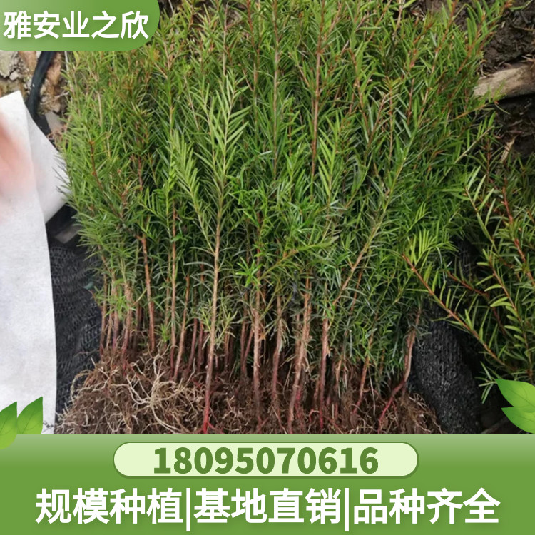 图怪兽_956e8b736f2c6d105caab1b53656d498_89114