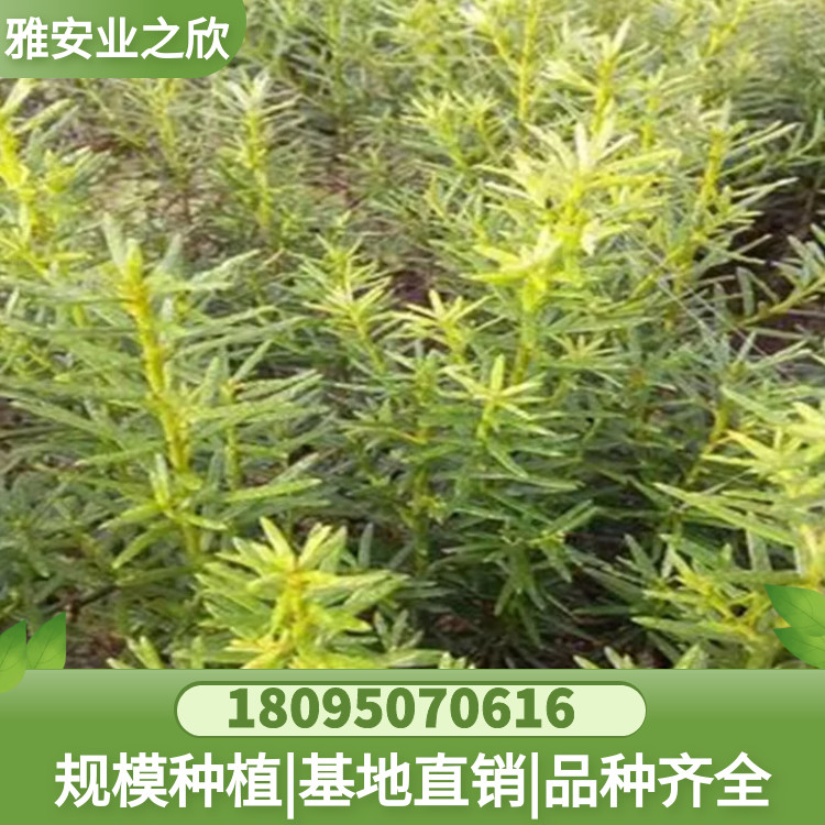 图怪兽_aca24449aea23ff0573b10021972db32_54326