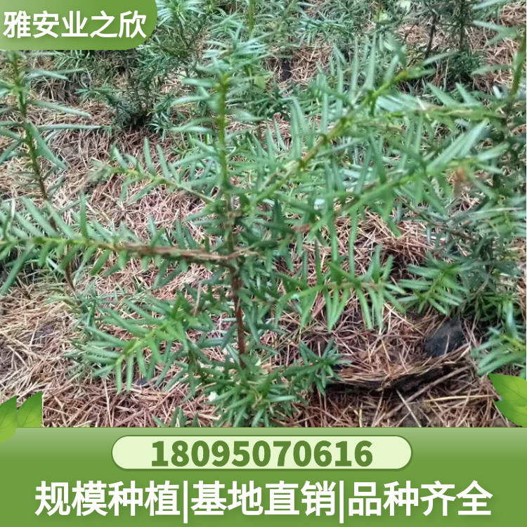 图怪兽_b9c50767a974eb8212cf3a71938ff7ca_43297