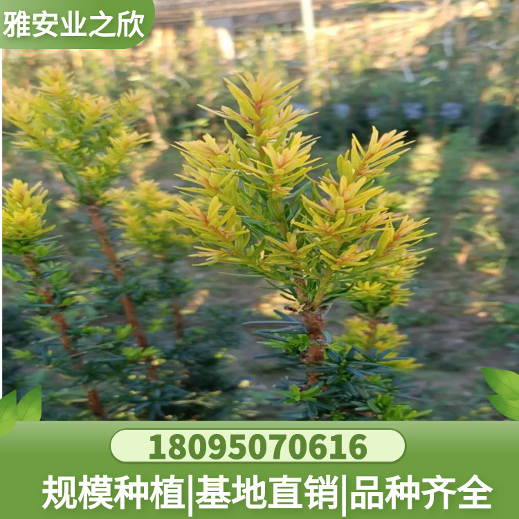 图怪兽_51e8ef872db68b942946f91311f6a760_44151
