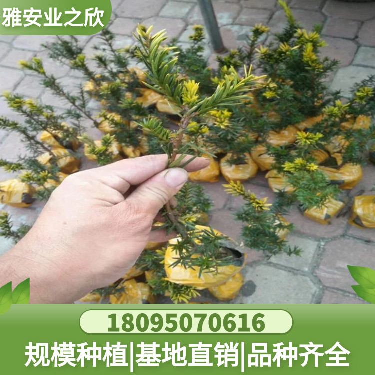 图怪兽_6715ee53dd64077f77ce55ecc48a7ff0_75065
