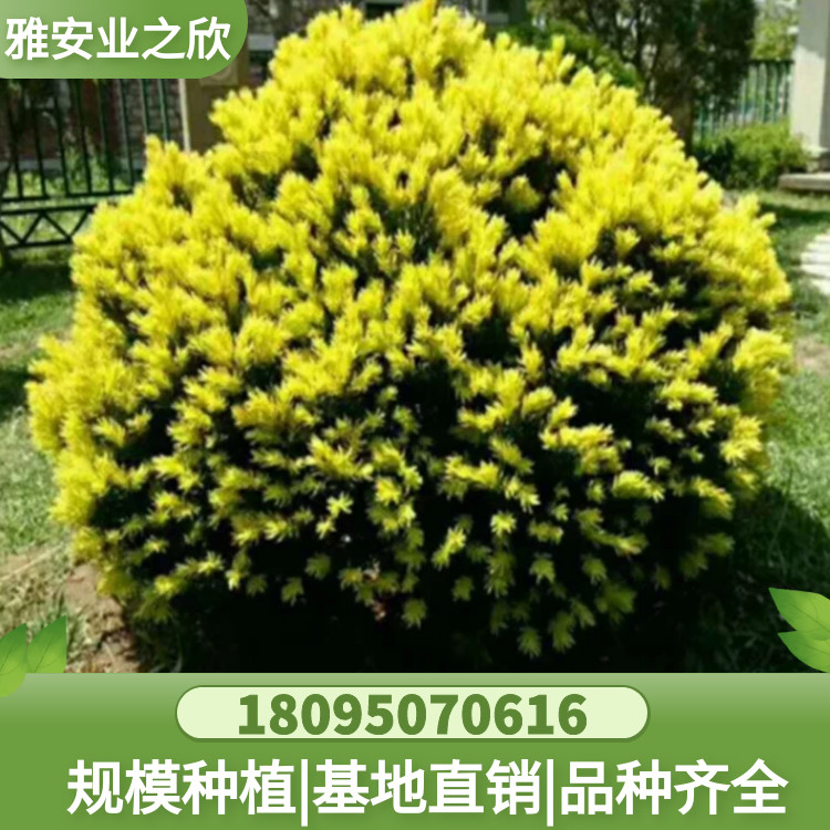 图怪兽_78236c7b751cffe806a5e627ee67b105_25034