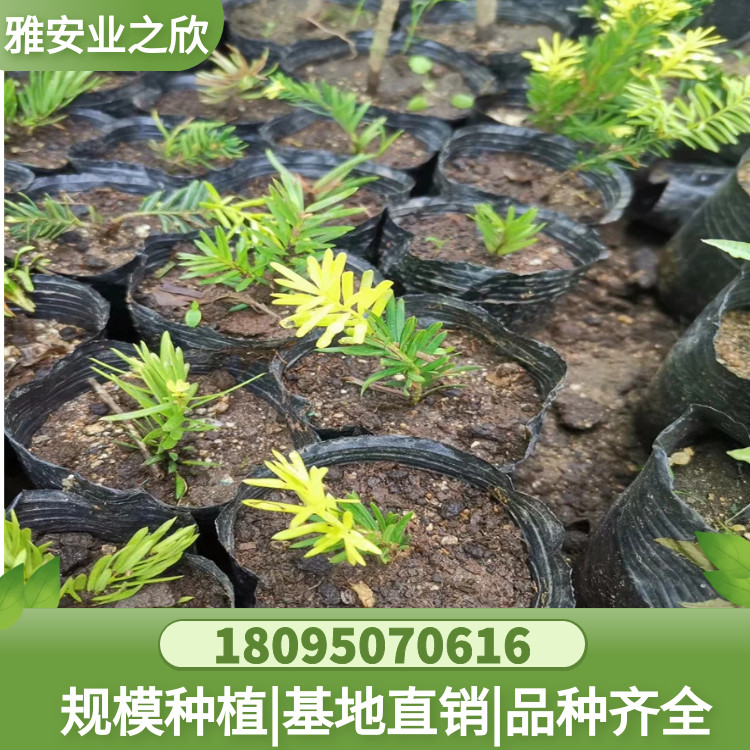图怪兽_87345c6491cf9309410edbbfd867056f_52523