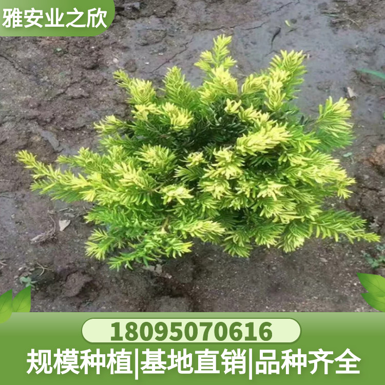 图怪兽_cdb1fdcaac0a0925525ac36811c7e362_40732