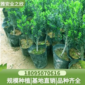 直供红豆杉树苗 1.5米1.8米2.5米 苗圃自产自销 现挖现卖