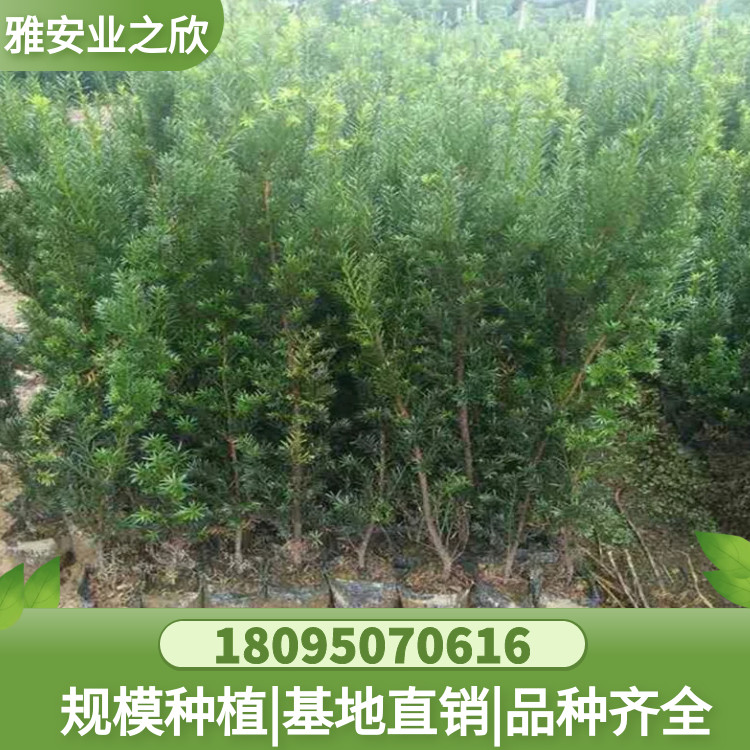 图怪兽_b97616d39a806f1c322ba4f75b218406_92836