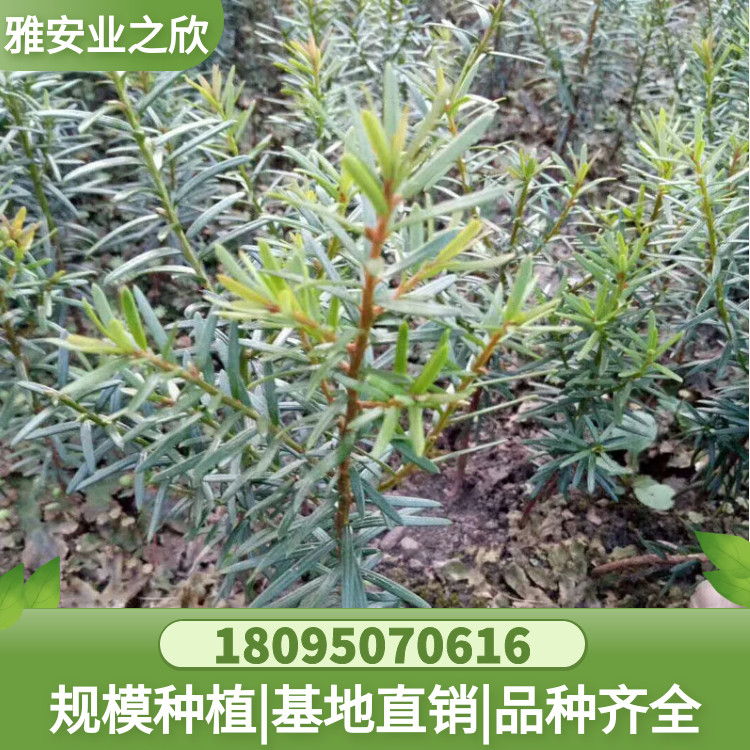 图怪兽_162256317658ff3f237b8d5f3c226c70_41529
