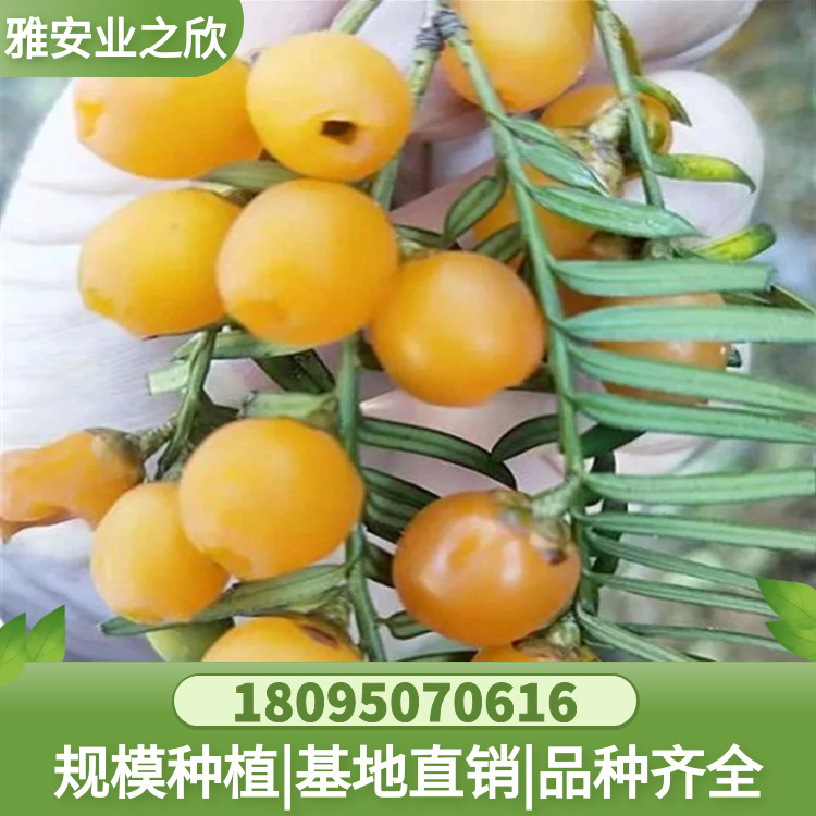 图怪兽_a47a57ef7beff4882c0e8b3ae57efa15_92538