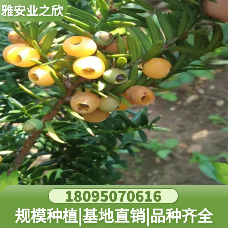 图怪兽_aeb3490ea393053f1f7e6f84337121c6_67281