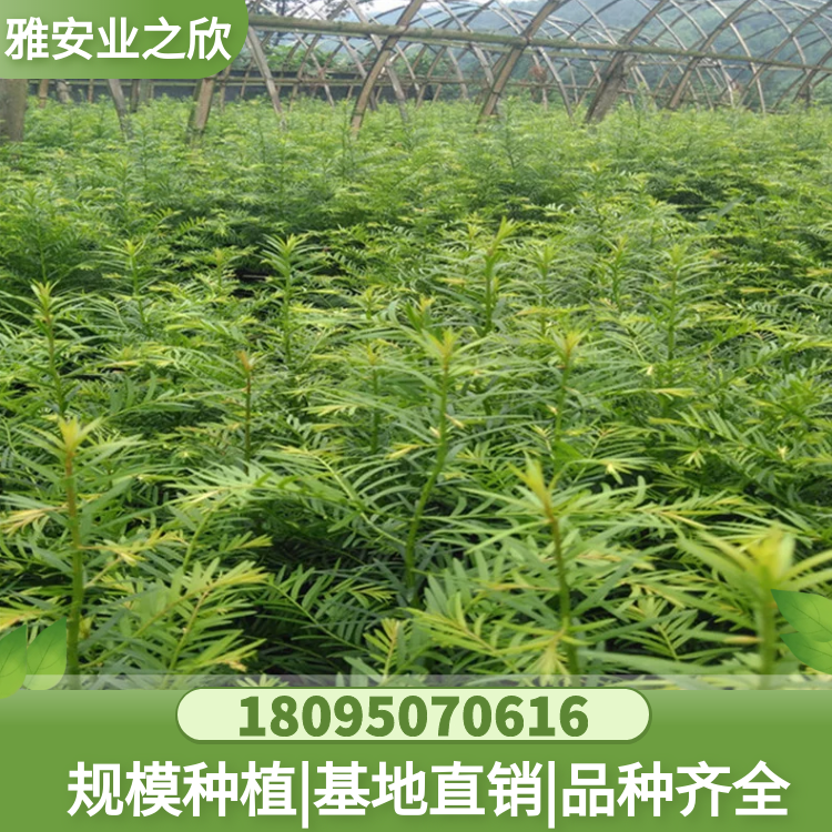 基地批发南方红豆杉树苗 红豆杉大树 绿化别墅庭院精品红豆杉