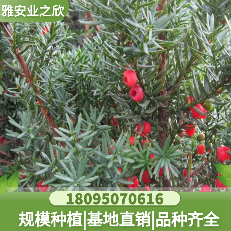 基地出售 曼地亚红豆杉树苗 新品种 泰斗公母组合 绿植吸甲醛盆栽