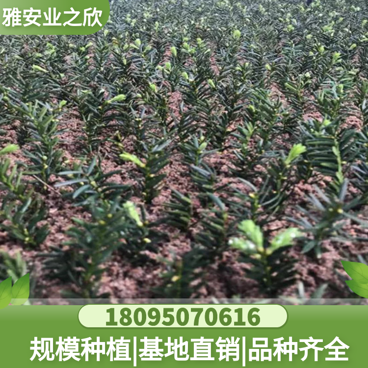 曼地亚红豆杉 树苗基地直销 珍稀名贵植物 红剑品系 现挖现发