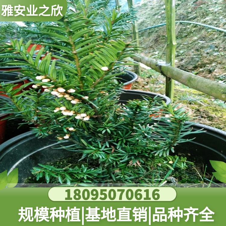 曼地亚红豆杉 树苗报价 基地直销 珍稀名贵植物 绿星品系 现挖现发