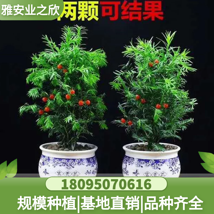 盆栽名贵花卉 常绿植物 南方红豆杉 苗木基地直供 多规格可选