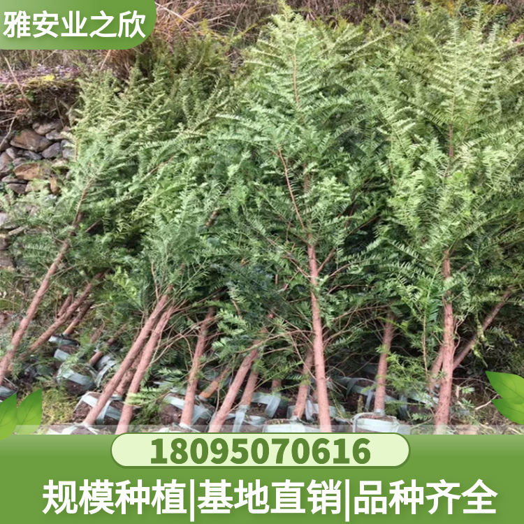 南方红豆杉树苗 粗度1-8cm红豆杉苗园林绿化苗木 基地直供 多规格可选