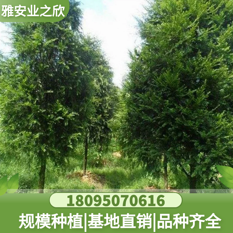 南方红豆杉树苗 别墅庭院 园林工程景观树 造型树 基地直供