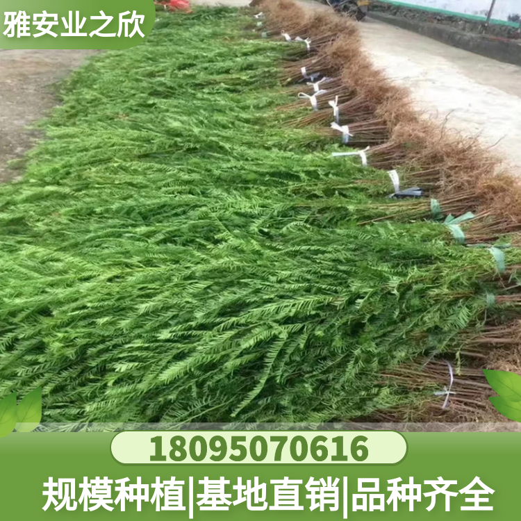 南方红豆杉小苗批发 基地直供 多规格可选