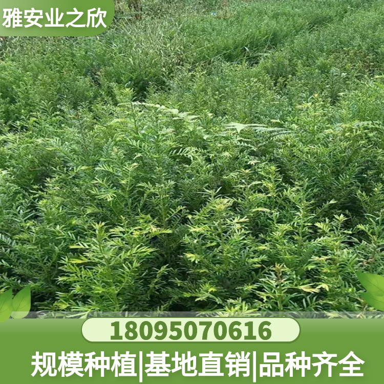 基地批发南方红豆杉树苗 红豆杉大树 绿化别墅庭院精品红豆杉