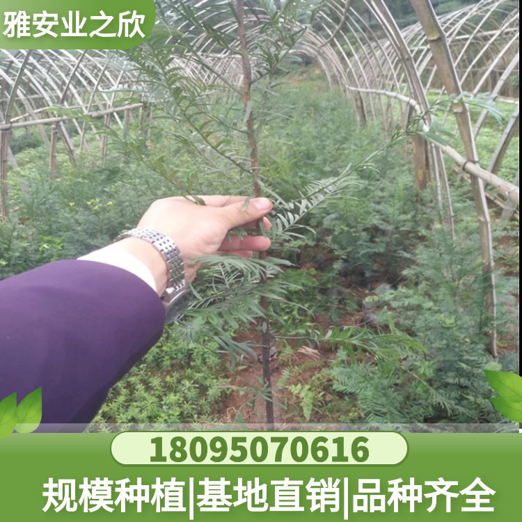 红豆杉小苗 园林绿化红豆杉苗 根系发达 多规格可选