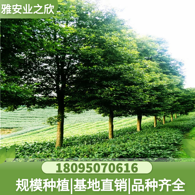 基地出售 四川雅安 正宗金丝楠绿化树 别墅庭院珍稀名贵绿植
