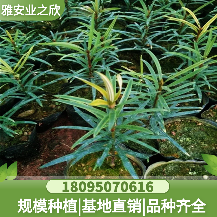 基地出售 穗花杉树苗 穗花杉小苗 杯苗 别墅庭院高档绿植