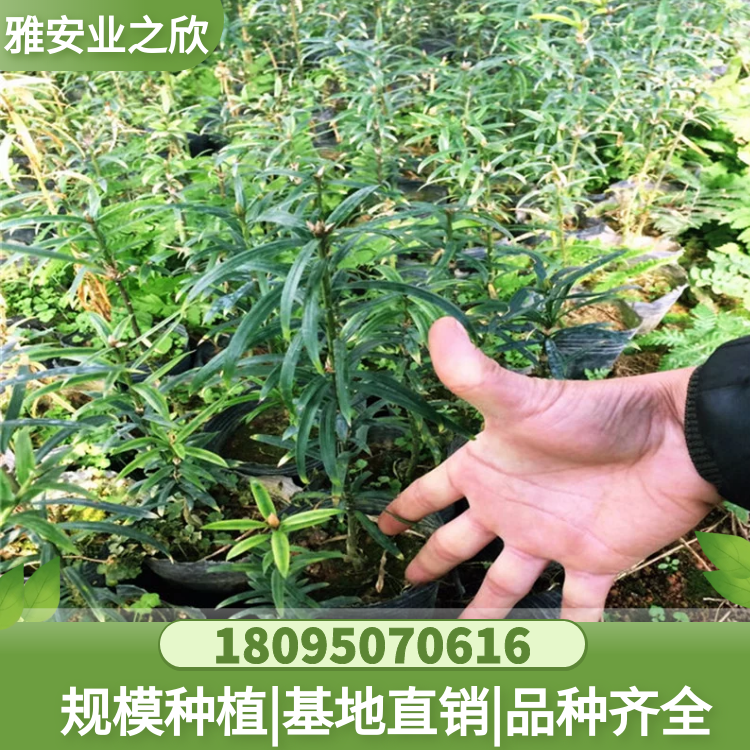 穗花杉树苗 穗花杉杯苗 优价供应 雅安业之欣苗木基地