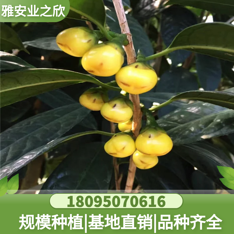 基地供应 珍贵树种 金花茶树苗 金花茶杯苗 带原土发货