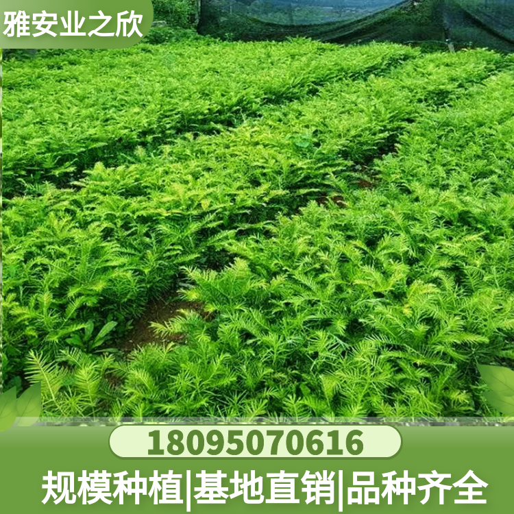 基地出售 三尖杉树苗 珍稀名贵植物 粗榧三尖杉小苗 庭院药用绿植