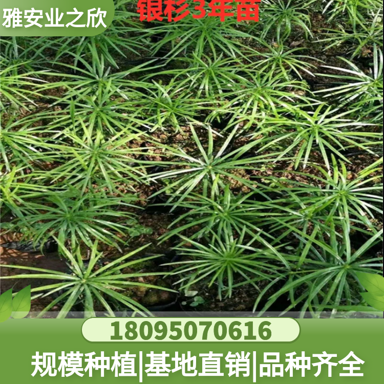 基地出售 珍稀名贵树种 银杉苗 别墅庭院花园绿植衫公子树苗