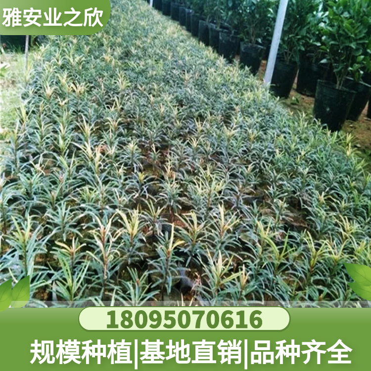 穗花杉树苗 穗花杉杯苗 穗花杉基地直供 雅安业之欣苗木