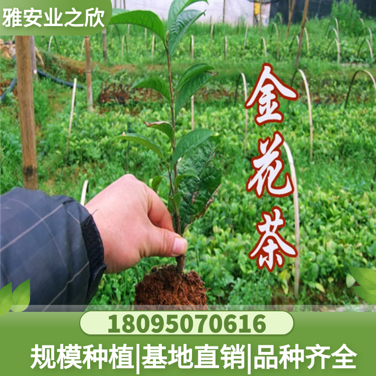 基地出售 金花茶树苗 四季毛瓣抱劲凸脉凹脉 金茶花小苗 庭院绿植