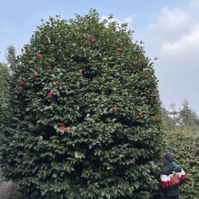 大型七星茶花树 基地专业培育园林开花景观树 蓉华茶花种植