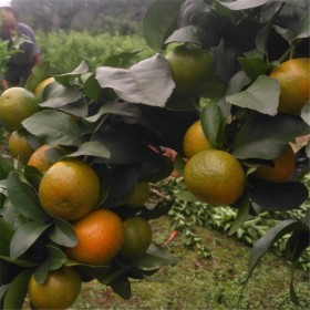 四川晚熟柑橘苗基地 有籽沃柑苗批量出售 勇菲苗木出售