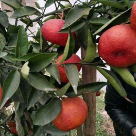 四川媛红碰柑苗 柑橘新品种 一年生嫁接苗 大量供应