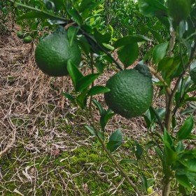 耙耙柑假植苗 四川柑橘苗木批发 柑橘苗厂家批发报价