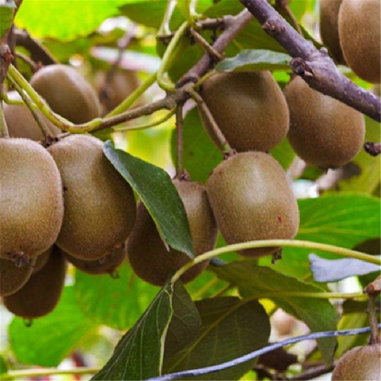 红心软枣猕猴桃树南北方种植嫁接果树盆地栽当年结果猕猴桃