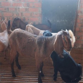简阳大耳羊红棕色 耳长超28cm 可长到200斤 母羊