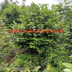 茶花球冠1米高1米5  茶花品种苗 四川茶花球冠种植