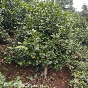 茶花树批发 大红七星耐冬茶花 冠幅1米至1米2 高1米5至1米8