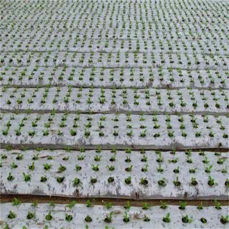 银黑地膜 农用打孔薄膜 种类齐全 阴凉处存放 按需定制 可抑制草类生长
