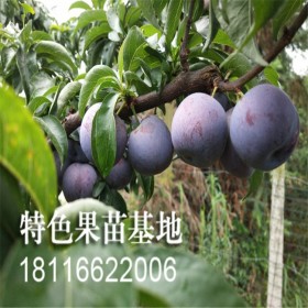 禹轩农业出售高甜度凤凰李李子苗 李子树批量出售 专业种植基地